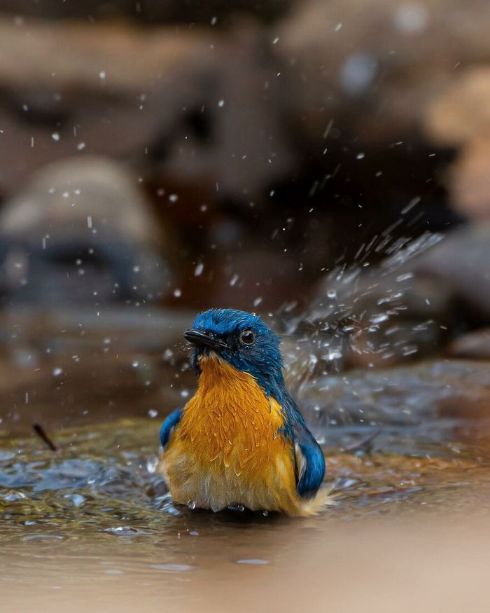 Ayush Singh: O fotógrafo que captura a essência da vida selvagem (32 fotos) 30 Ayush Singh: O fotógrafo que captura a essência da vida selvagem (32 fotos) 30