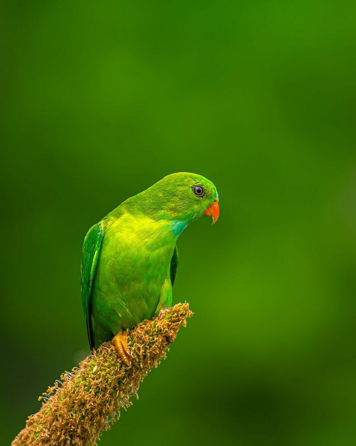 Ayush Singh: O fotógrafo que captura a essência da vida selvagem (32 fotos) 31 Ayush Singh: O fotógrafo que captura a essência da vida selvagem (32 fotos) 31