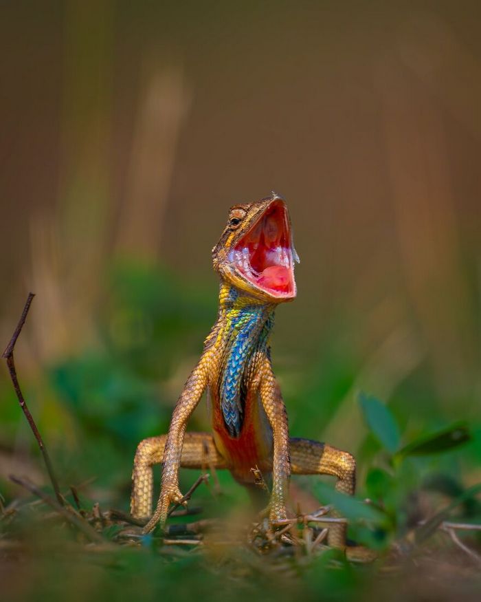 Ayush Singh: O fotógrafo que captura a essência da vida selvagem (32 fotos) 32 Ayush Singh: O fotógrafo que captura a essência da vida selvagem (32 fotos) 32