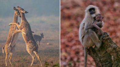 Ayush Singh: O fotógrafo que captura a essência da vida selvagem (32 fotos) 29