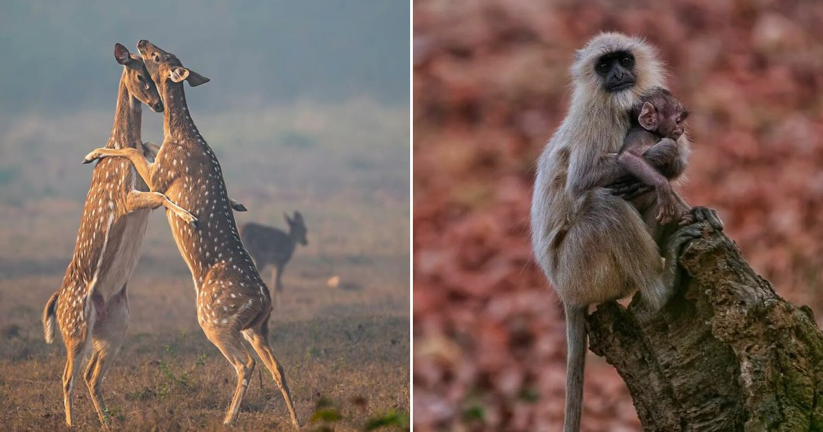 Ayush Singh: O fotógrafo que captura a essência da vida selvagem (32 fotos)