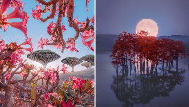 Kristina Makeeva: Capturando a beleza incomum do mundo (29 fotos) 11