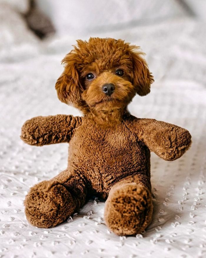 O artista por trás de Pixelmated Animals: Transformando tédio em criatividade viral 6