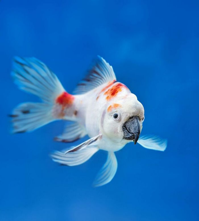 O artista por trás de Pixelmated Animals: Transformando tédio em criatividade viral 14