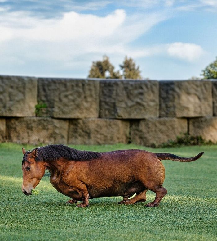 O artista por trás de Pixelmated Animals: Transformando tédio em criatividade viral 16