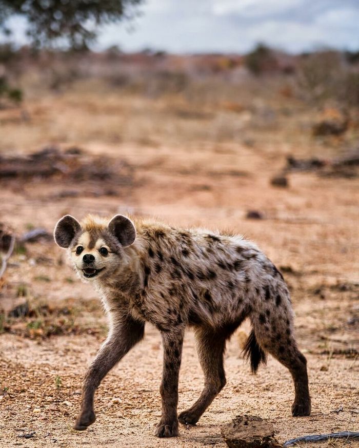 O artista por trás de Pixelmated Animals: Transformando tédio em criatividade viral 17