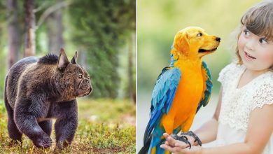 O artista por trás de Pixelmated Animals: Transformando tédio em criatividade viral 51