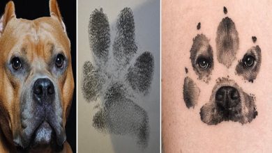 Tatuagens de Pets: A arte de Ria Kim e as histórias emocionantes por trás delas 26