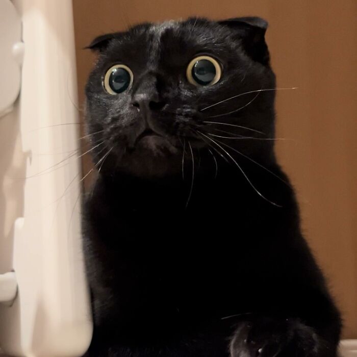 MeonJi gato preto, MeonJi Scottish Fold, gato preto nas sombras, gato brincalhão, gato fofo.