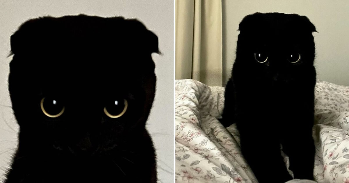 Conheça MeonJi: O gato preto que está conquistando corações pelo mundo