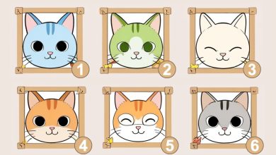 Descubra o que seu gato escolhido revela sobre você: Escolha um destes 6 felinos inspiradores! 10