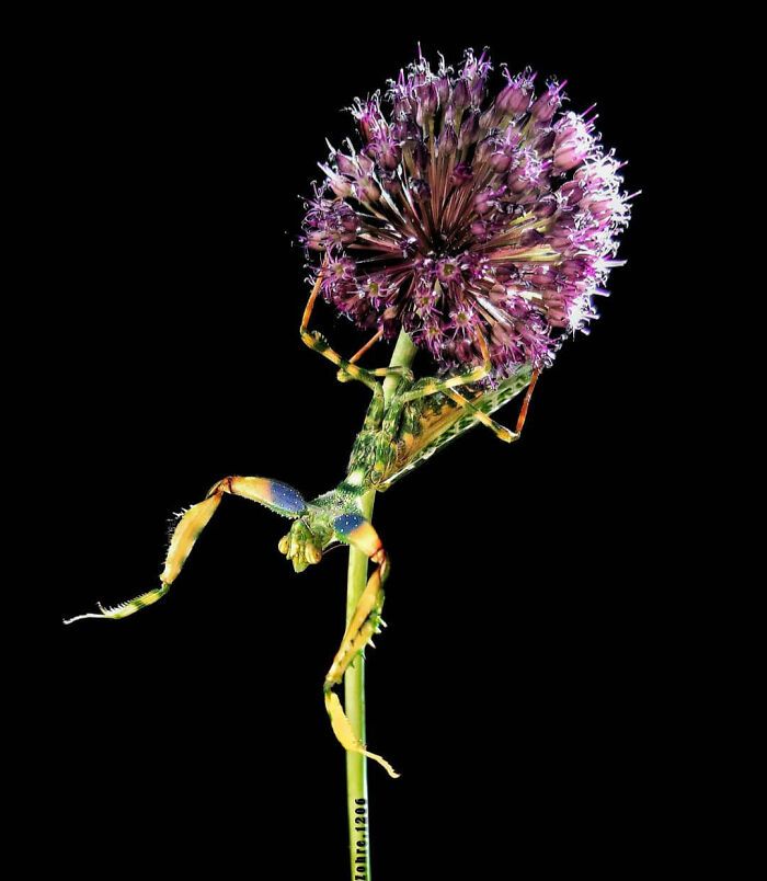 Explorando o mundo dos invisíveis: A magia da fotografia macro de Zohre Janati (35 fotos) 1