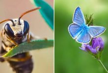 Explorando o mundo dos invisíveis: A magia da fotografia macro de Zohre Janati (35 fotos) 12