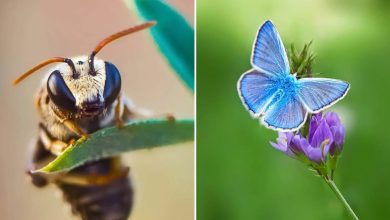 Explorando o mundo dos invisíveis: A magia da fotografia macro de Zohre Janati (35 fotos) 38