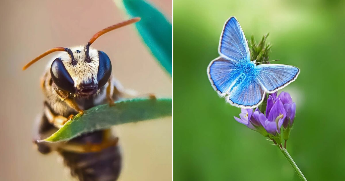Explorando o mundo dos invisíveis: A magia da fotografia macro de Zohre Janati (35 fotos)