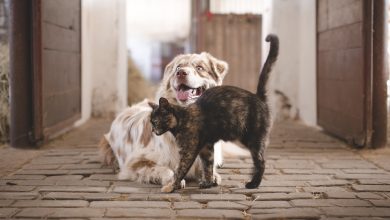 20 razões surpreendentes pelas quais alguns preferem animais a pessoas 6