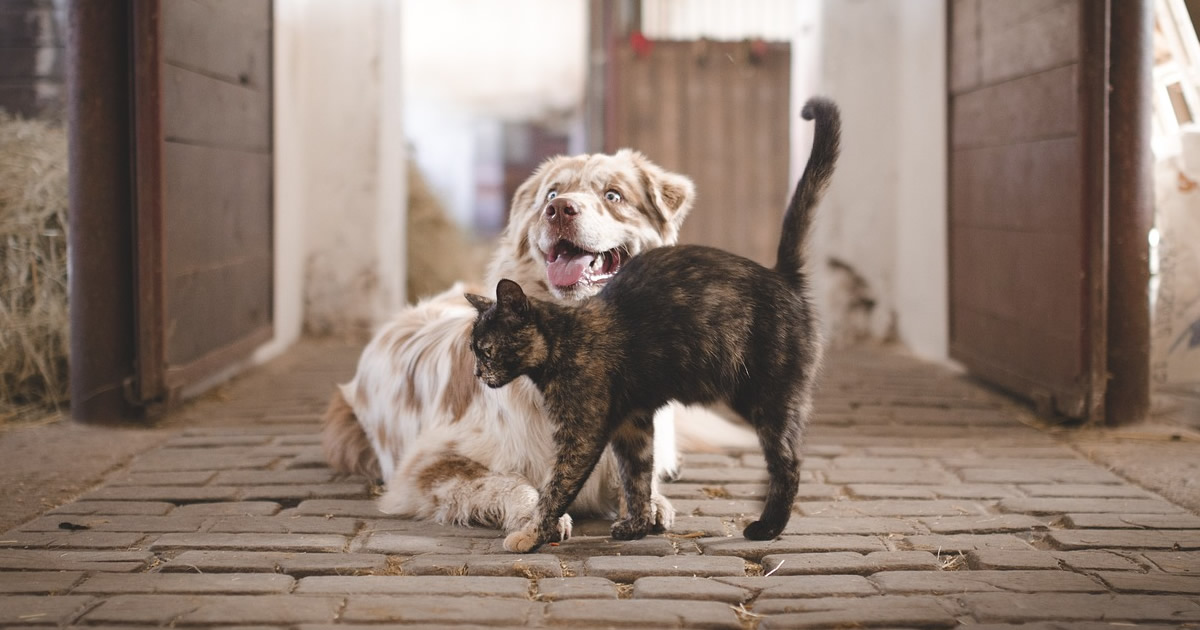 20 razões surpreendentes pelas quais alguns preferem animais a pessoas 1