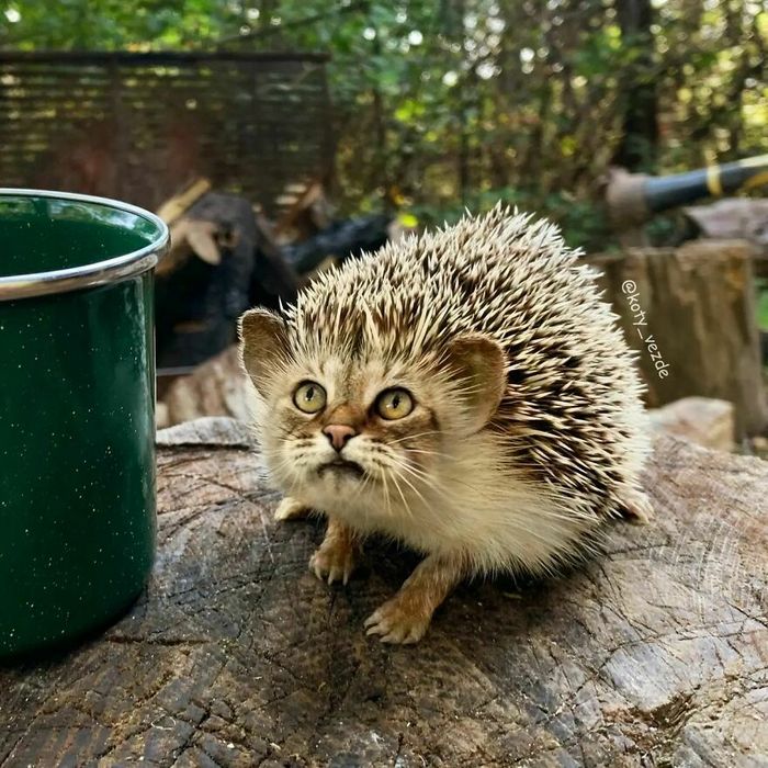 Você vai rir alto: Como uma artista colocou gatos onde menos esperávamos! (36 fotos) 1