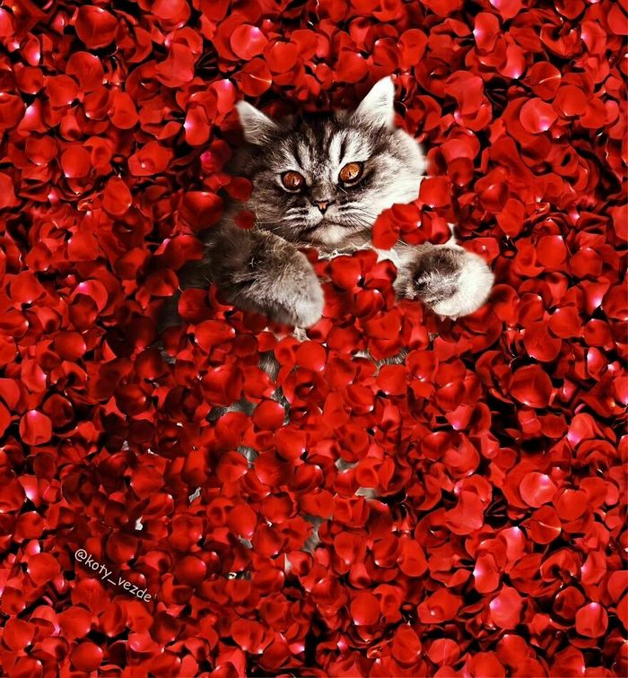 Você vai rir alto: Como uma artista colocou gatos onde menos esperávamos! (36 fotos) 23