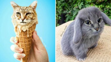 Você vai rir alto: Como uma artista colocou gatos onde menos esperávamos! (36 fotos) 34