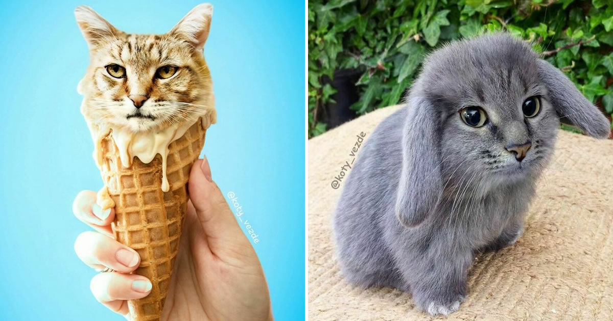 Você vai rir alto: Como uma artista colocou gatos onde menos esperávamos! (36 fotos)
