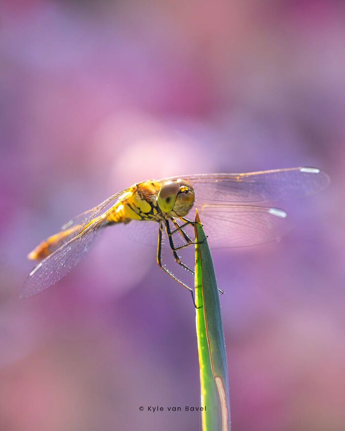 Explorando o invisível: A arte da fotografia macro com Kyle (28 fotos) 1