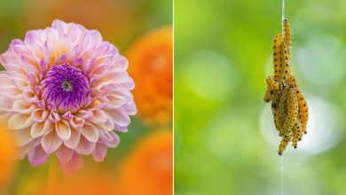 Explorando o invisível: A arte da fotografia macro com Kyle (28 fotos) 10