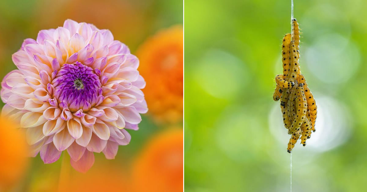 Explorando o invisível: A arte da fotografia macro com Kyle (28 fotos)