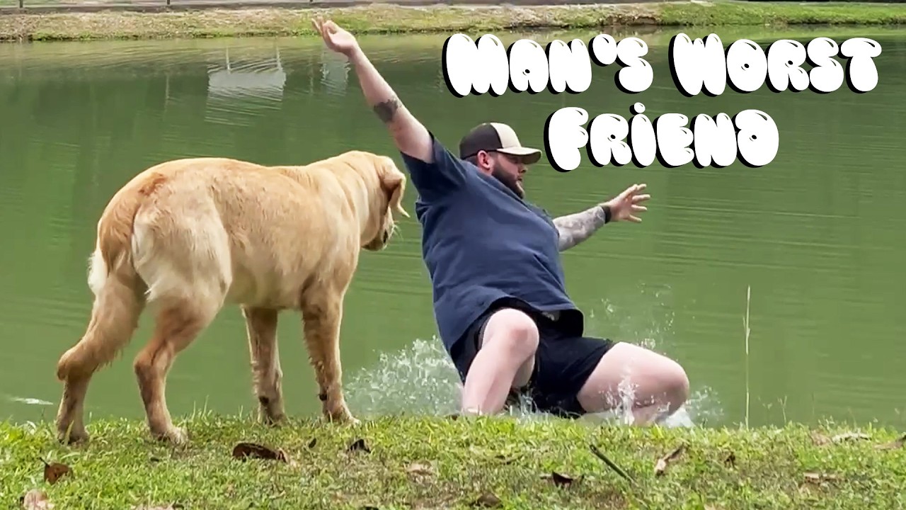 As melhores fails de cães: Momentos hilários de Donos vs. Pets