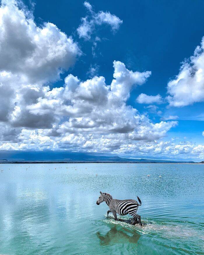 Descubra a beleza selvagem através da lente de Varun Aditya (36 fotos) 1