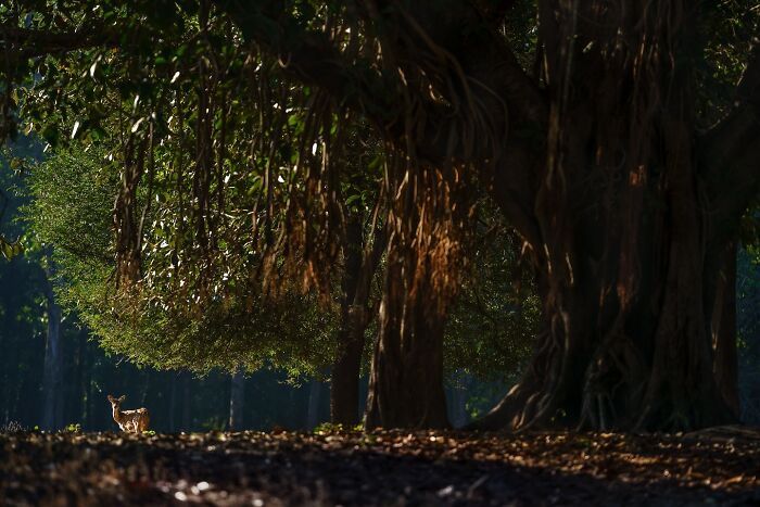 Descubra a beleza selvagem através da lente de Varun Aditya (36 fotos) 14