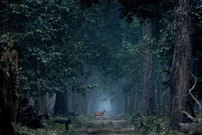 Descubra a beleza selvagem através da lente de Varun Aditya (36 fotos) 29