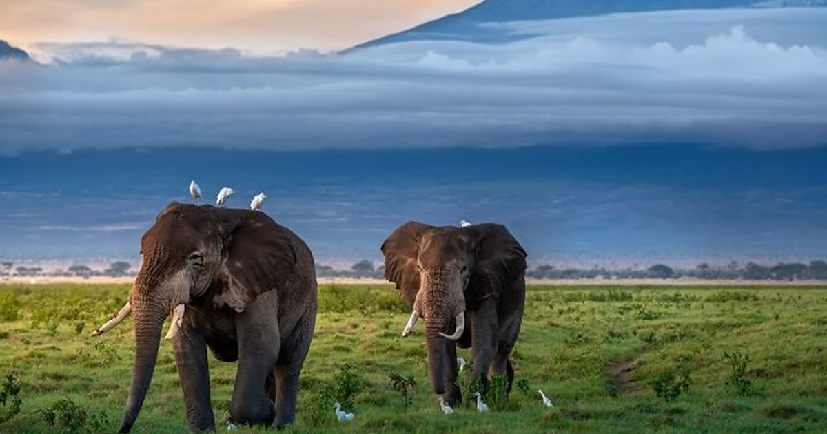 Descubra a beleza selvagem através da lente de Varun Aditya (36 fotos)