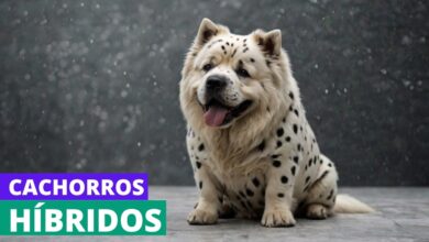 20 cachorros híbridos criados secretamente (Ou Será Que Não?) 6