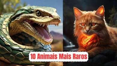 10 animais mais raros que você não vai acreditar que existem! 8