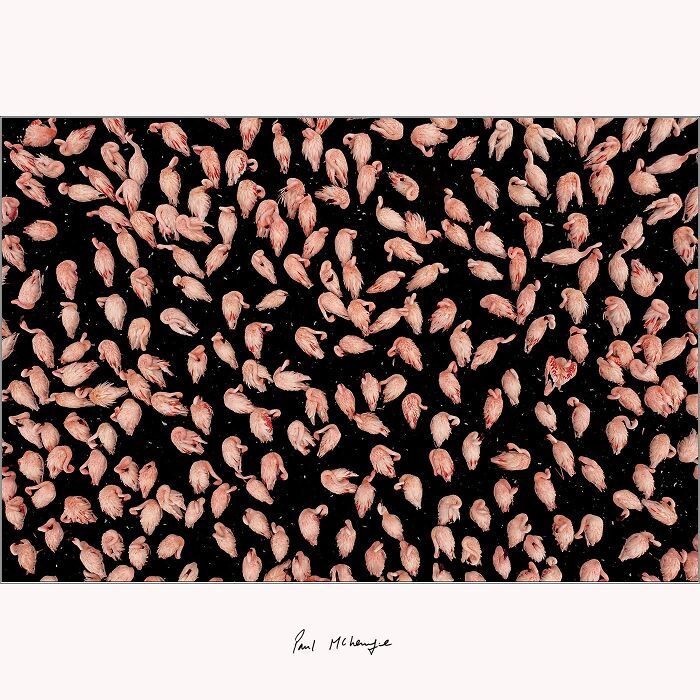 Paul McKenzie: Capturando a alma da natureza em imagens impressionantes (35 fotos) 3