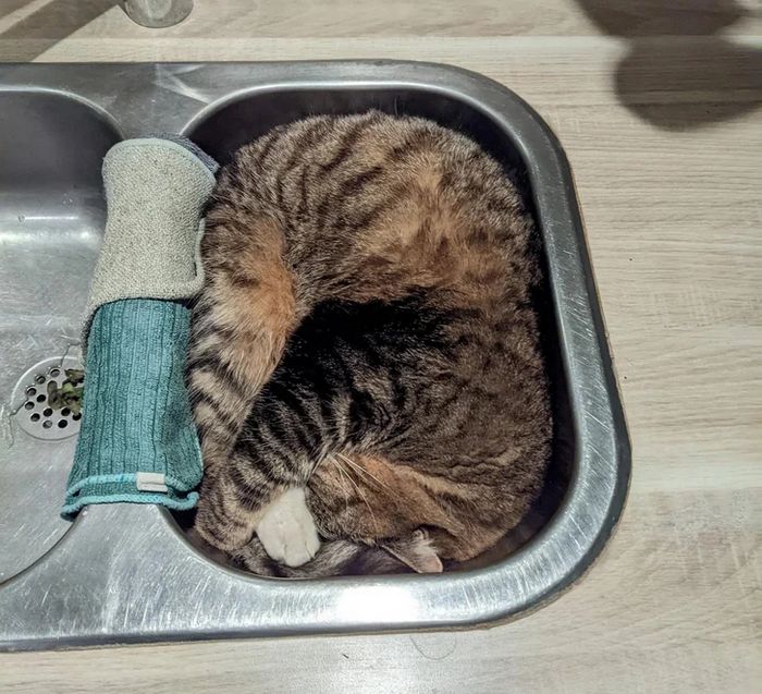 17 gatos que não conseguem resistir a espaços pequenos e aconchegantes 1