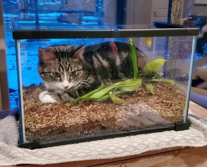 17 gatos que não conseguem resistir a espaços pequenos e aconchegantes 3