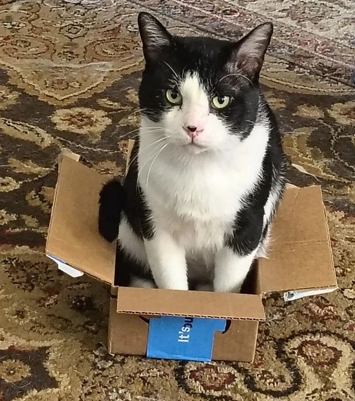 17 gatos que não conseguem resistir a espaços pequenos e aconchegantes 4