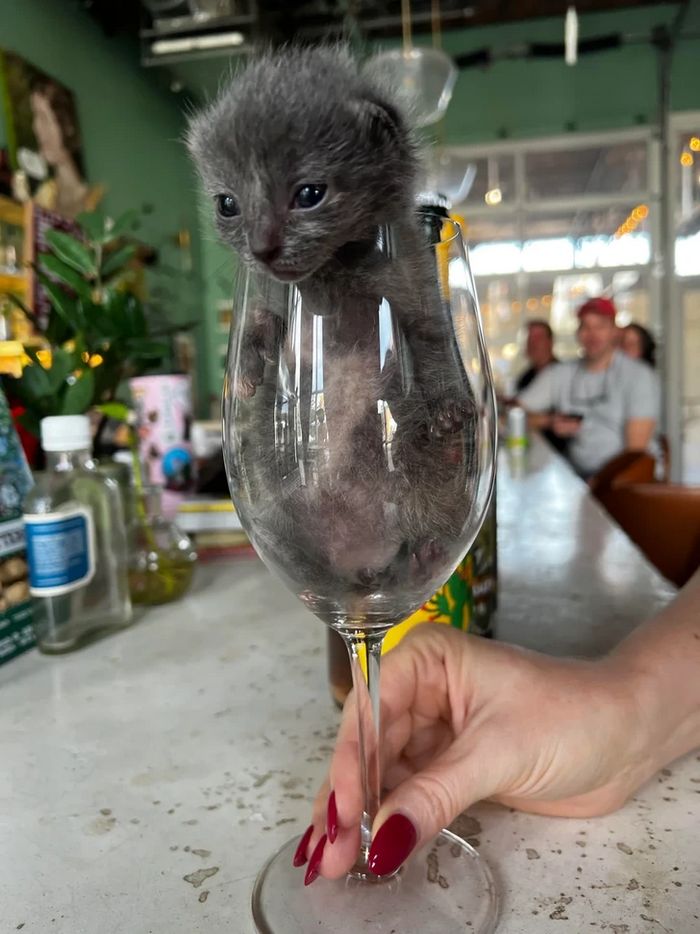 17 gatos que não conseguem resistir a espaços pequenos e aconchegantes 5