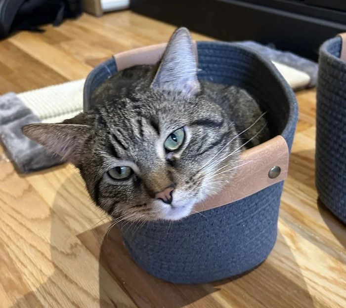 17 gatos que não conseguem resistir a espaços pequenos e aconchegantes 6