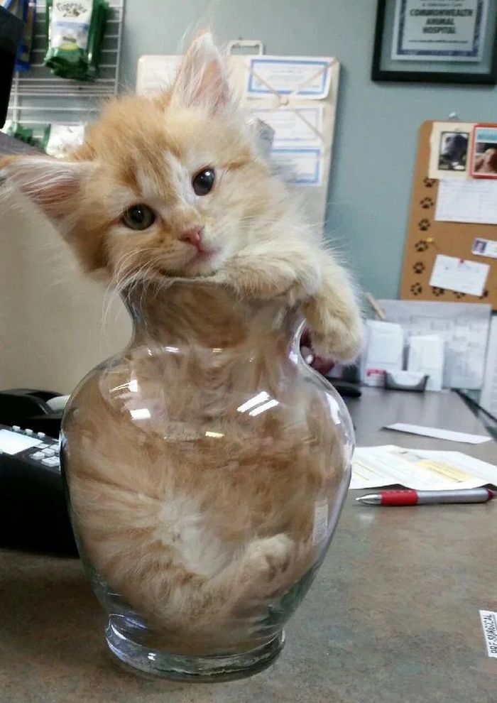 17 gatos que não conseguem resistir a espaços pequenos e aconchegantes 8