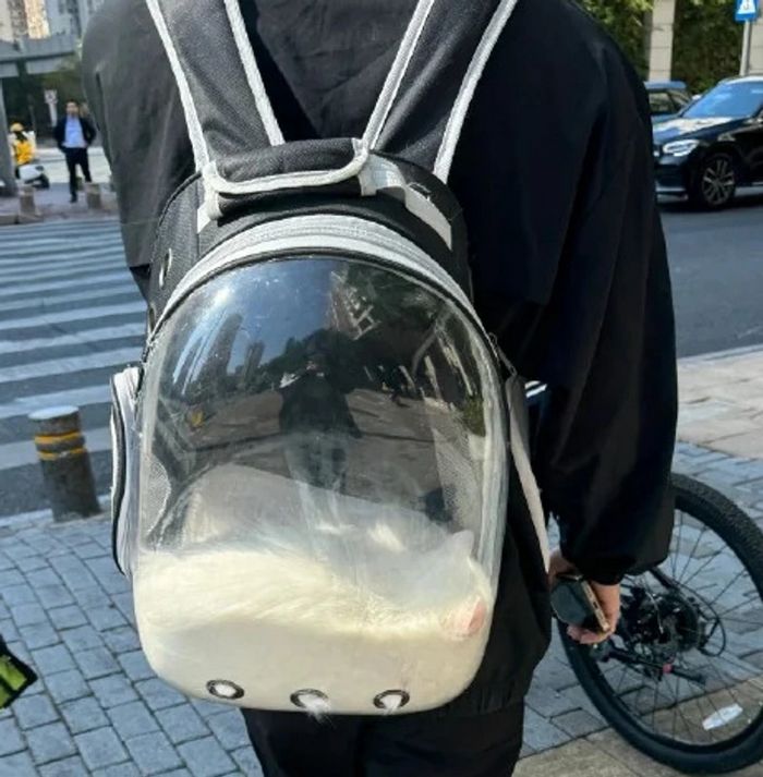 17 gatos que não conseguem resistir a espaços pequenos e aconchegantes 9