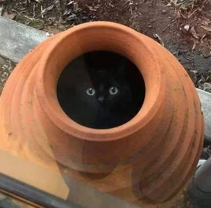 17 gatos que não conseguem resistir a espaços pequenos e aconchegantes 10