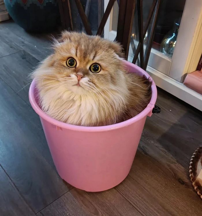 17 gatos que não conseguem resistir a espaços pequenos e aconchegantes 11