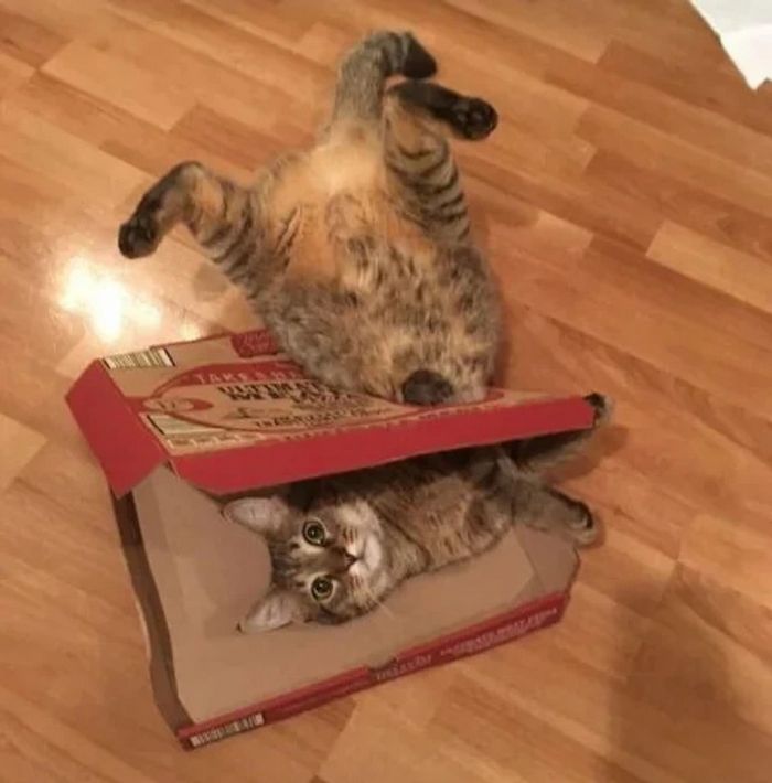 17 gatos que não conseguem resistir a espaços pequenos e aconchegantes 12