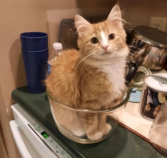 17 gatos que não conseguem resistir a espaços pequenos e aconchegantes 13