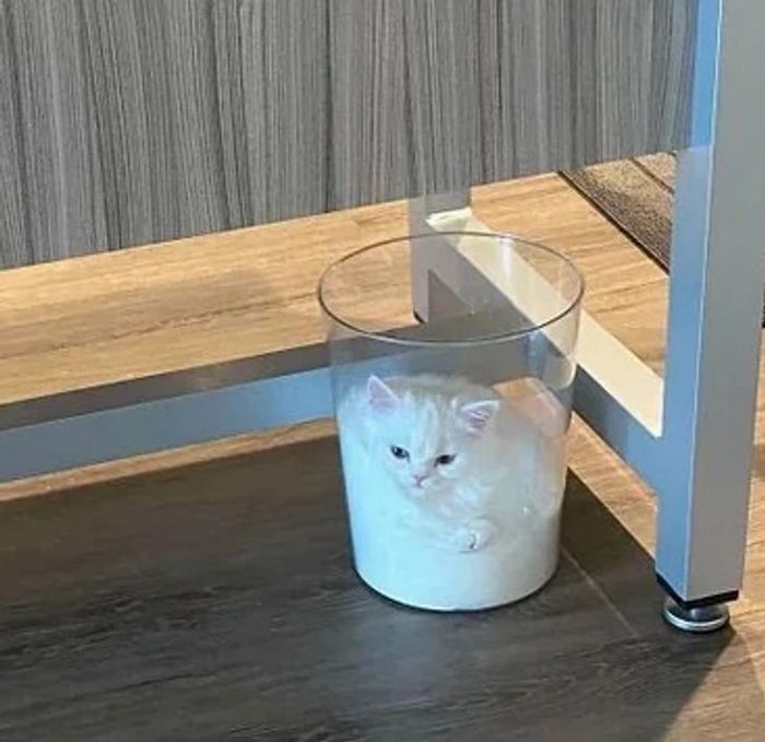 17 gatos que não conseguem resistir a espaços pequenos e aconchegantes 14