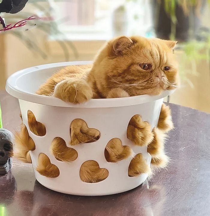 17 gatos que não conseguem resistir a espaços pequenos e aconchegantes 15