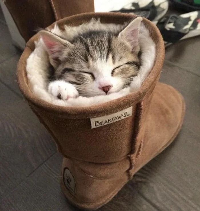 17 gatos que não conseguem resistir a espaços pequenos e aconchegantes 16